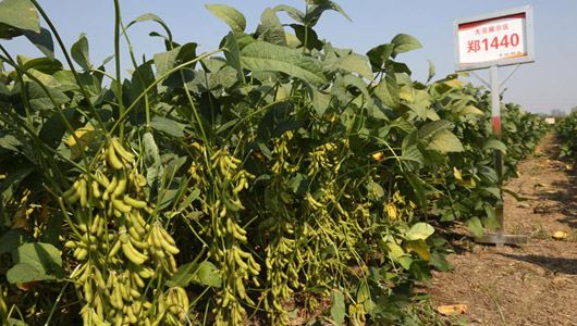 集科研繁育、生產(chǎn)銷(xiāo)售、科技服務(wù)為一體